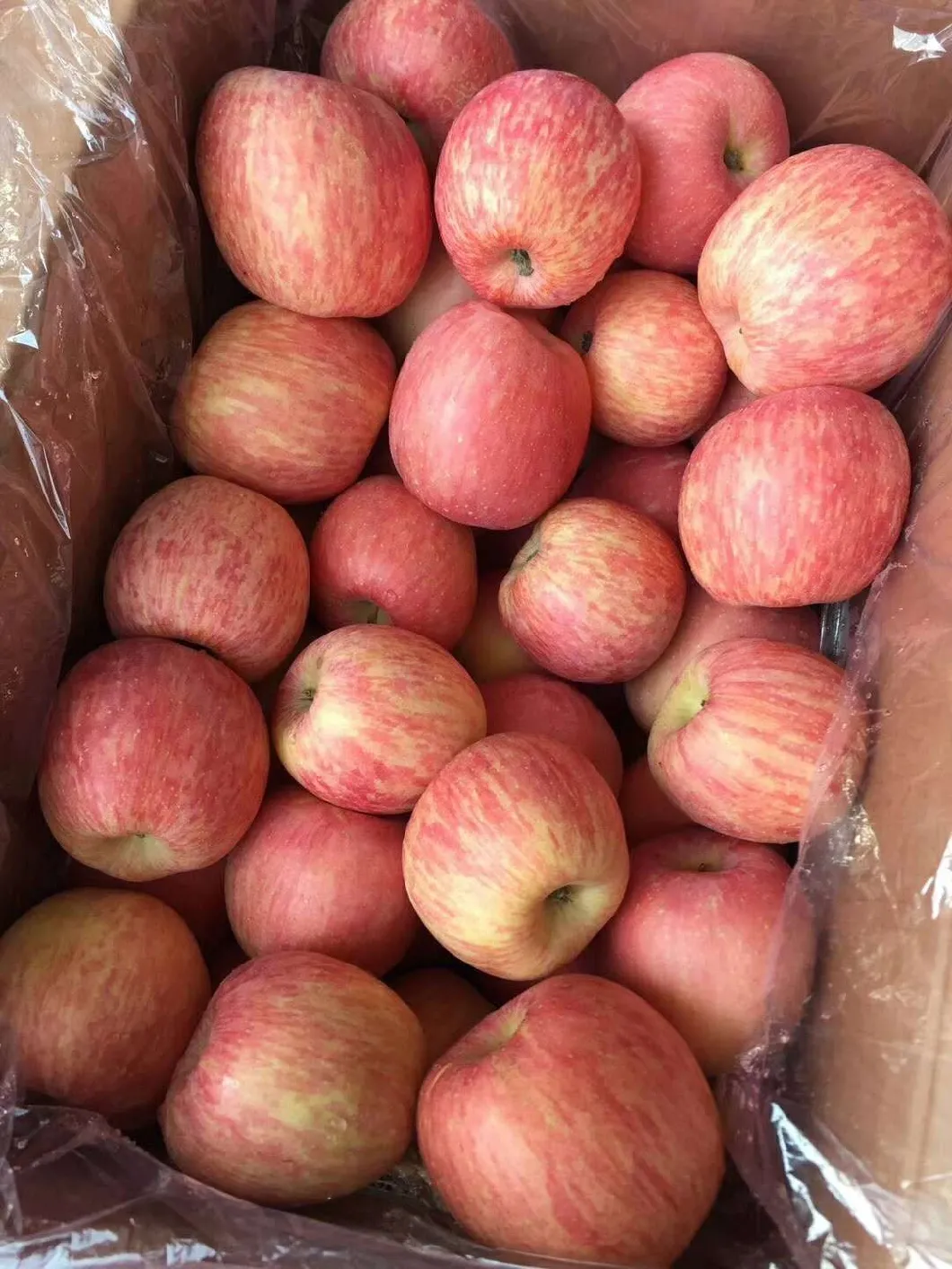 Hot Sale New Crop Fresh FUJI Apple From China High Quality