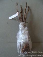 Chinese tree peony bare roots for sale