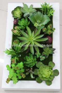 hotsale succulent plants, wall plants