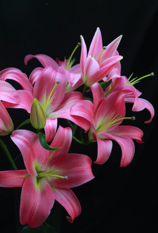 প্রফান্ডো লিলি Prafando Lily