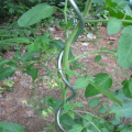 Soporte de planta espiralada de tomate galvanizado en caliente