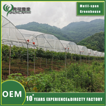 High Quality Multi Span Greenhouse Rain Shelter