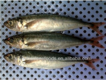 Red tail mackerelDecapterus kurroides