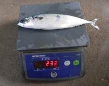 Jack Mackerel All Frozen Mackerel