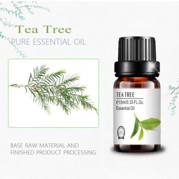 Aceite esencial de árbol de té de grado terapéutico de alta calidad