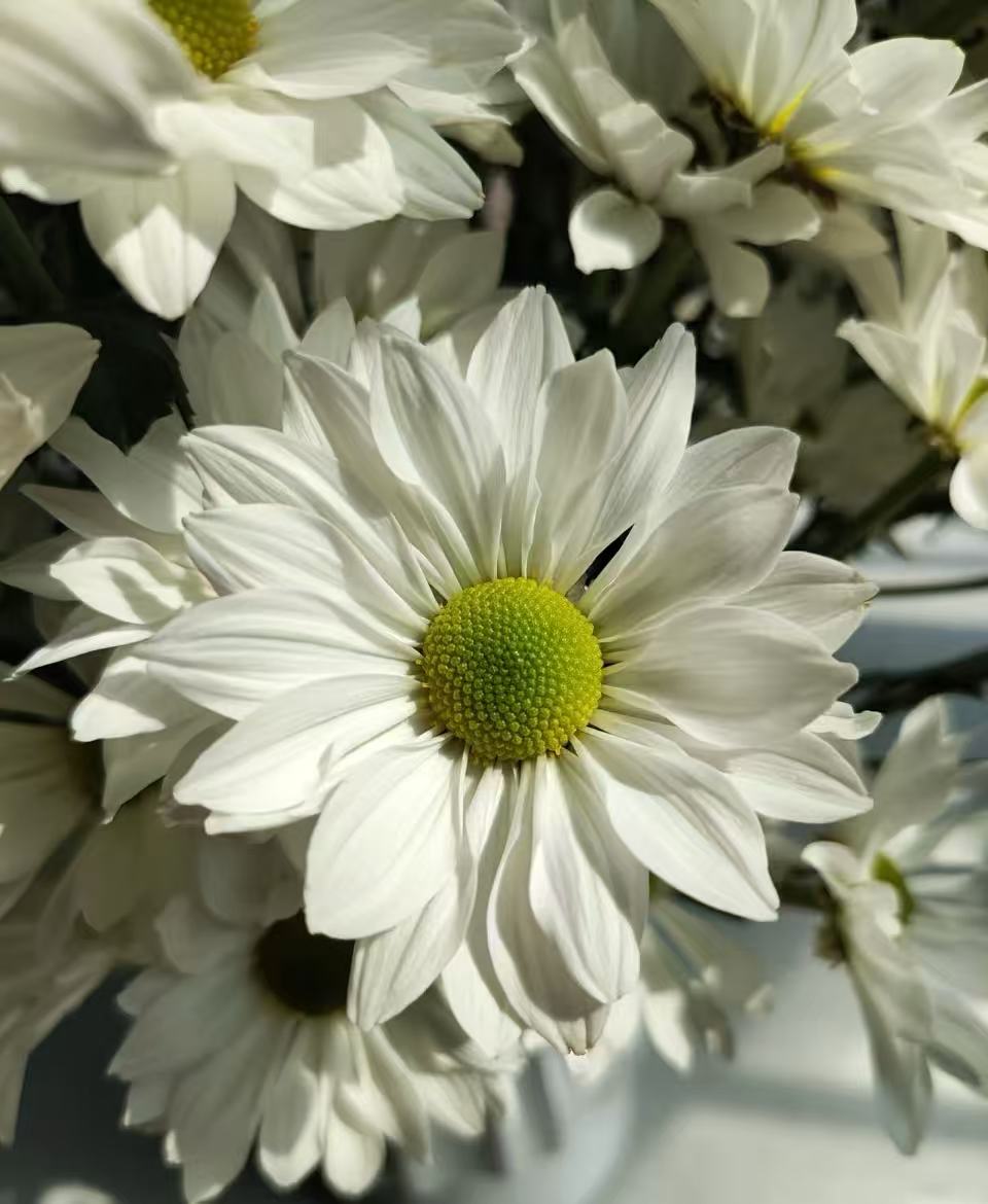 সোফিটেল স্প্রে সাদা ক্রাইস্যান্থেমাম Sofitel spray white chrysanthemum