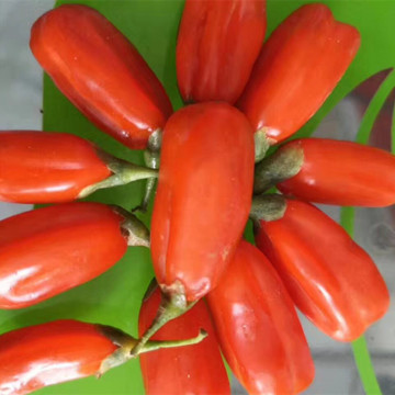 Goji berry contained the a lot of nutrition