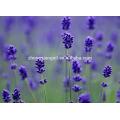 Factory Pure Organic Lavender Massage Oil Essential Oil MSDS