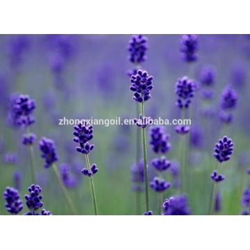 Factory pure Organic Lavender Essential Massage Oil MSDS