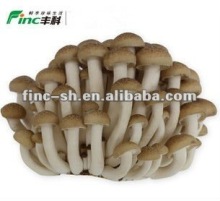 mushroom brown shimeji fresh fungus