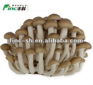 beech mushroom