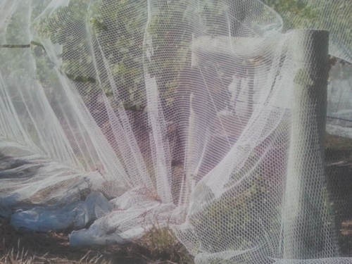 PE Knitted Bird Netting Made of Monofilament Yarns