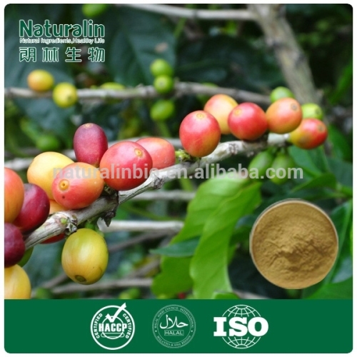 Pure Green Coffee Bean Extract/green coffee bean extract chlorogenic acid/