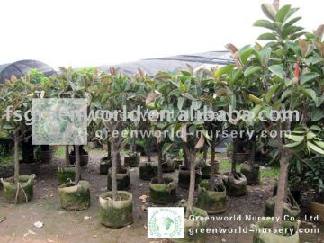 Ficus elastica exporter