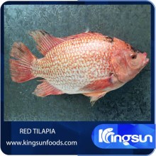 Frozen red Tilapia fish W/R
