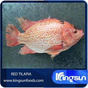 Frozen red Tilapia fish W/R