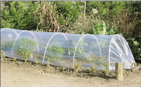 Single-Span Agricultural Greenhouses Film PE Material Tomato Greenhouse