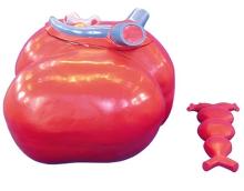 Magnifying the Activity Cardiogenesis Demonstration Model