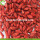 Perdre du poids Natural Dried Nutrition Tibétain Wolfberry