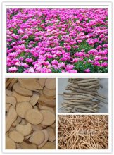 Dried crude pieces of peony roots