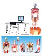 Multimedia anatomy teaching comprehensive simulation demonstration