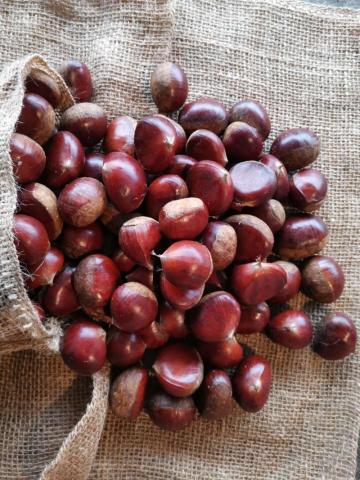 New Crop Fresh Delicious Top Quality Chestnut