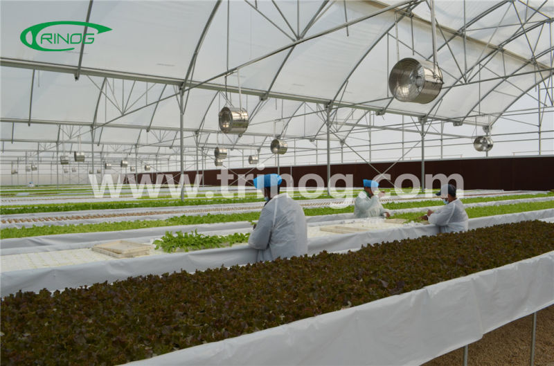 Advanced Hydroponics Grow System (NFT)