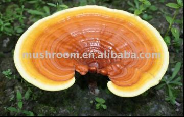 Reishi mushroom extract;Reishi tea bag,capsules,supplements