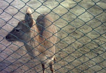 animal zoo fence