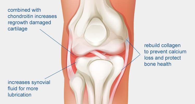 Glucosamine function