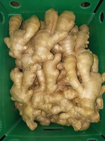 Fat ginger natural air dried ginger