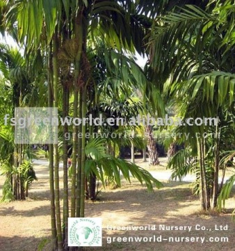 areca triandra for garden