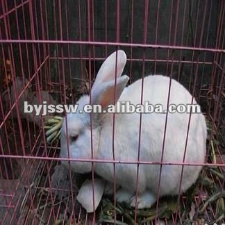 Broiler rabbit and cages