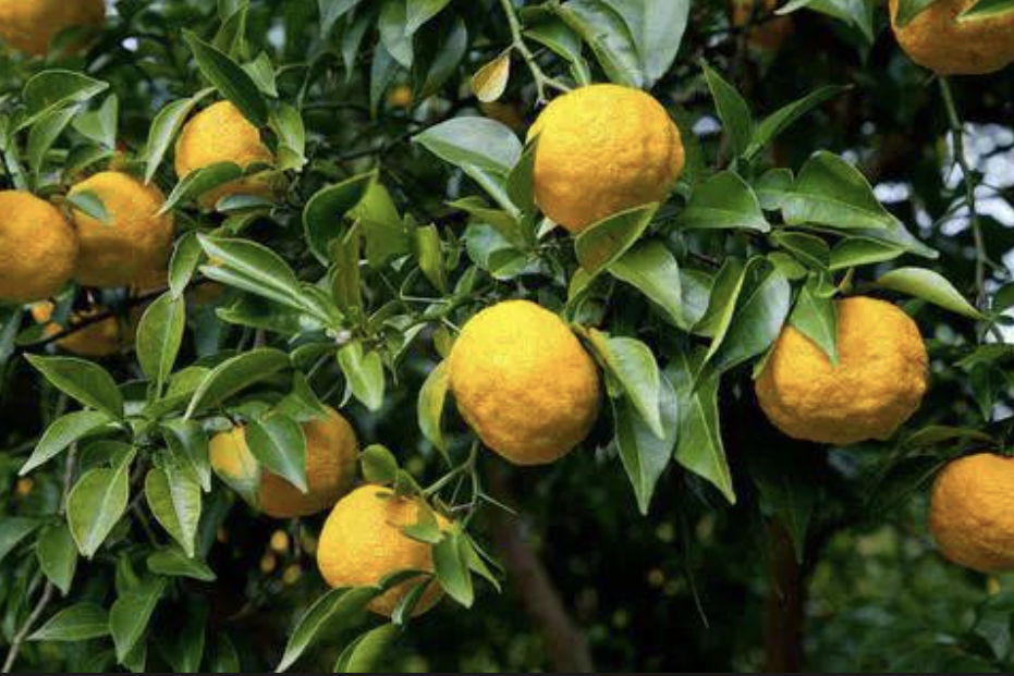 Fabricante de extracto de cidra Citron Extract Manufacturer