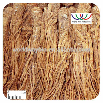 Free sample ! angelica extract ,angelica root extract ,Chinese angelica root extract