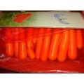 Fresh Carrot New Crop 2020