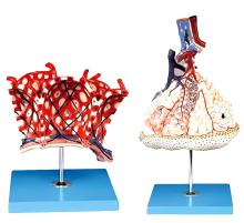 Enlarged model of pulmonary lobules and alveoli