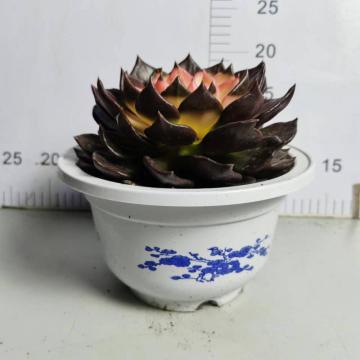 Echeveria in lower price