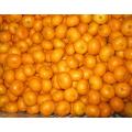 Calitate superioara Nanfeng Baby Mandarin Orange Pret de export