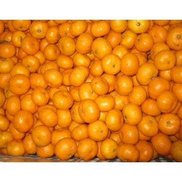 Najwyższej jakości Nanfeng Baby Mandarin Orange Cena eksportowa