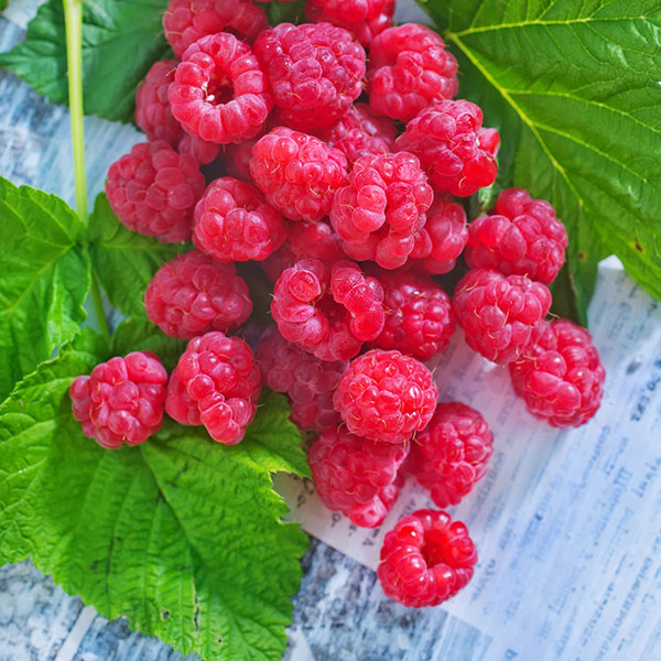 Red Raspberry