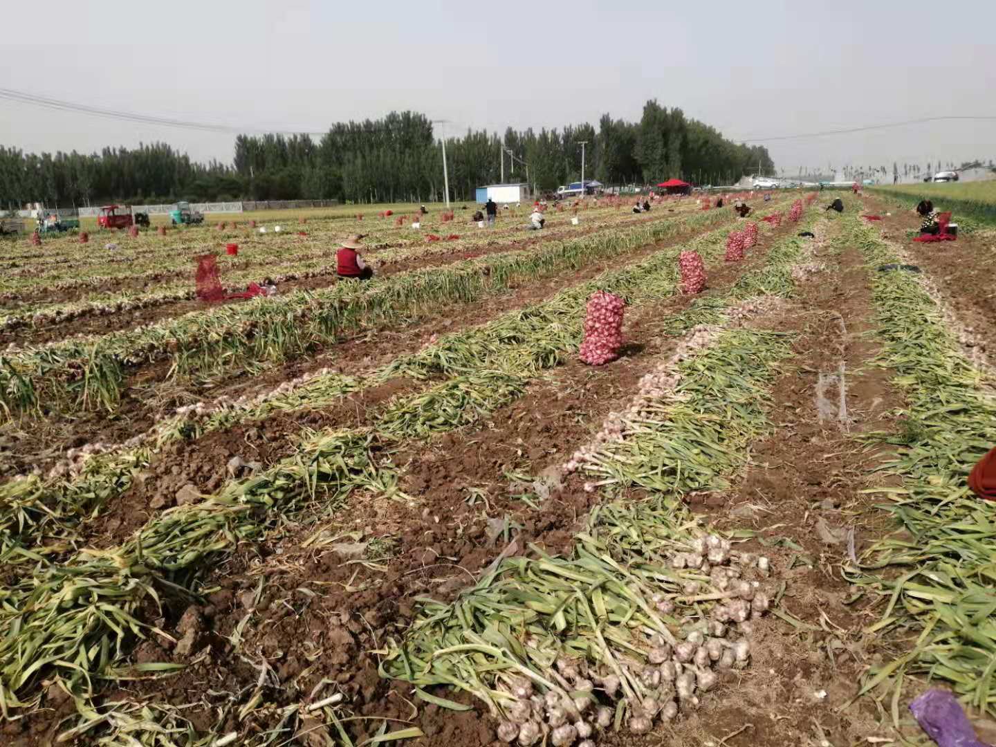 Fresh Chinese 4P Pure White Garlic Harvesting Scene