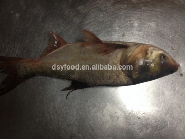 Frozen Black Big Head Carp (Aristichthys Nobilis)