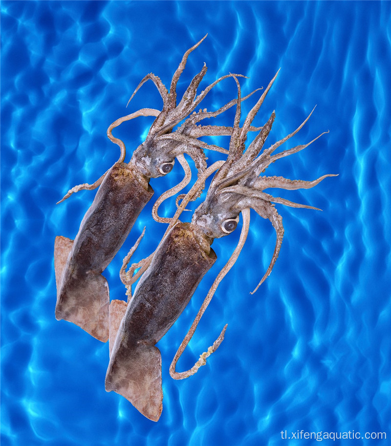 Sariwang Presyo Calamar Dosidicus Gigas Seafood