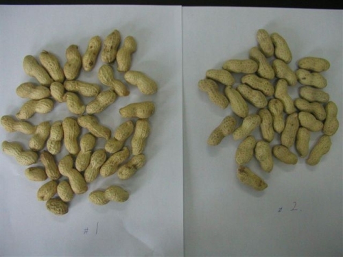 peanut in shells Shandong origin