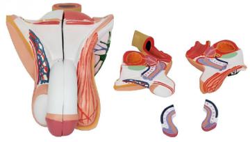 Anatomical Models of Male Genital