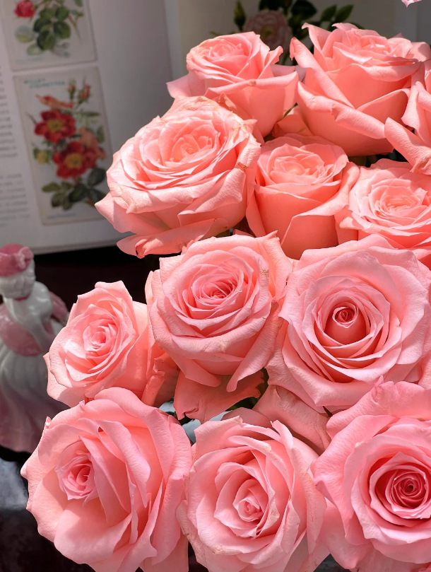 ডায়ানা গোলাপী গোলাপ Diana Pink Roses