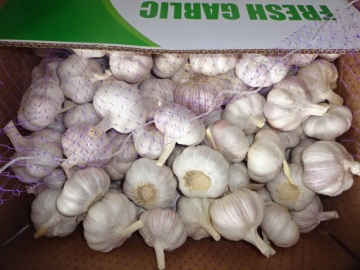 The Garlic Fresh New Crop 2019