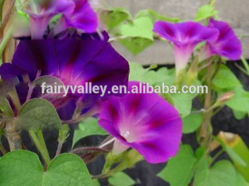 Flower Seeds morning glory flower seeds sale in bulk