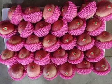 Fresh Non Bagged Qin Guan